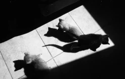 AFGA Isolette II 6X6 Medium Format Folding Film Camera With 75mm F3.5 Lens.