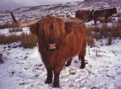 BRAND NEW - Olympus Mju III Wide 100 35mm Film Camera Point and Shoot