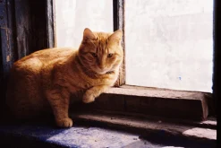 BRAND NEW - Olympus Mju III Zoom 120 35mm Film Camera Point and Shoot