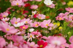 BRAND NEW - Olympus OM40 Program Black 35mm SLR Film Camera with Olympus Prime Lens