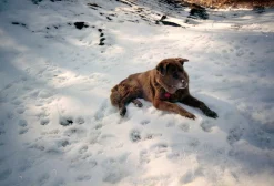 BRAND NEW - Olympus Trip 600 35mm Film Camera Point and Shoot