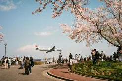 BRAND NEW - Pentax Espio 115 / IQZoom 115 35mm Film Camera Point and Shoot