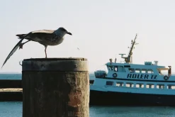 BRAND NEW - Pentax Espio 115 / IQZoom 115 35mm Film Camera Point and Shoot