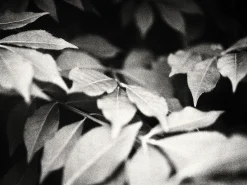 Bronica ETRS With AE II Prism and 75mm F2.8 Lens. 6X4.5 Medium Format Film Camera