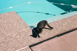 Canon AE-1 Black 35mm SLR Film Camera with Canon Prime Lens