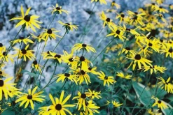 Canon AE-1 Program BLACK 35mm SLR Film Camera with Canon Prime Lens