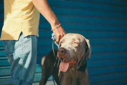 Canon AV 1 Black Vintage 35mm SLR Film Camera with Prime 50mm Lens