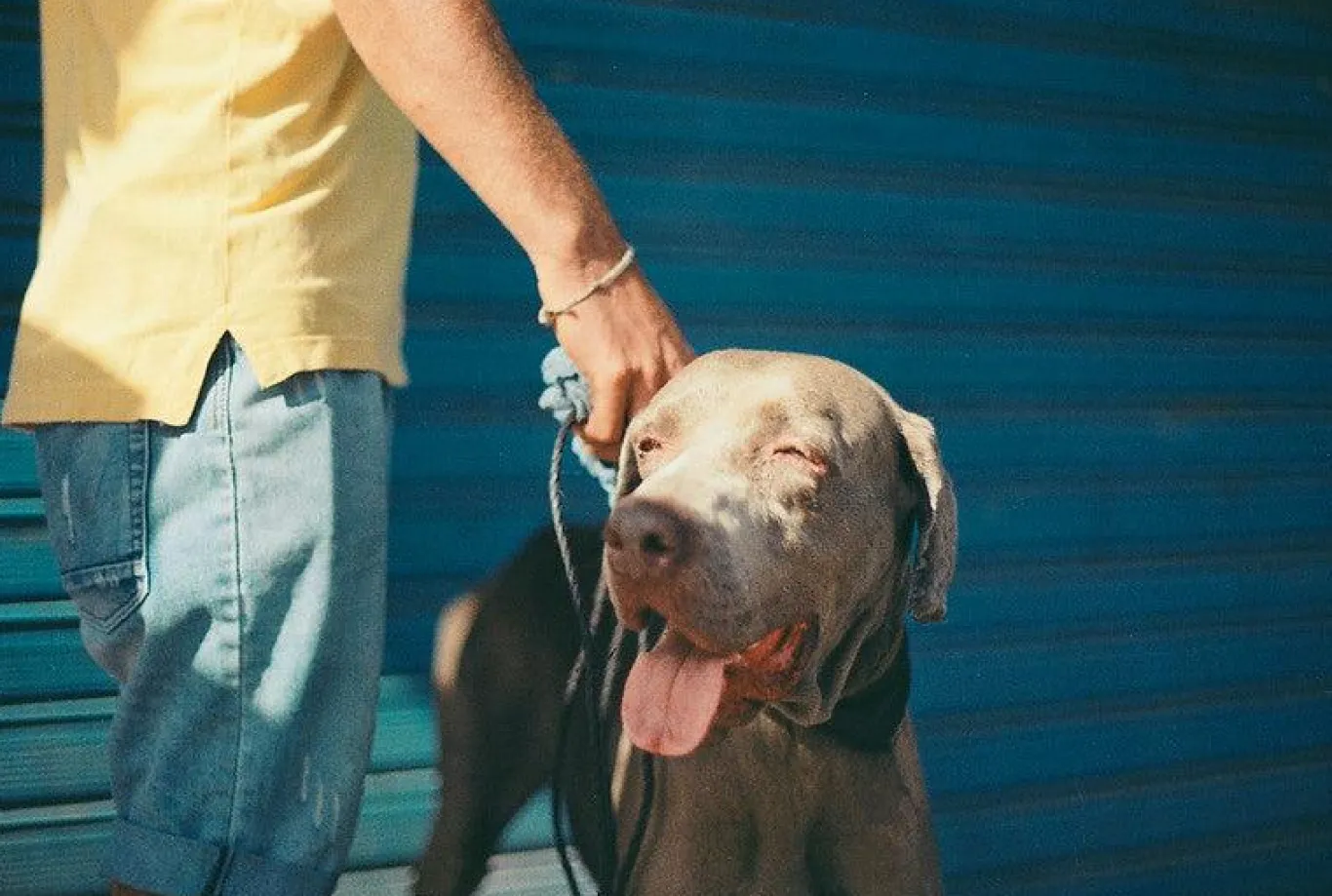 Canon AV 1 Vintage 35mm SLR Film Camera with Prime 50mm Lens