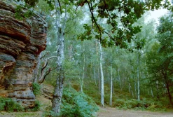 Canon EOS 5 35mm SLR Film Camera - Body Only