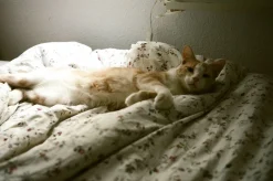 Canon FTb QL 35mm SLR Film Camera With Canon Sc 50mm F1.8.