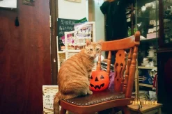 Canon Prima Super 135 BRAND NEW 35mm Film Camera Point and Shoot