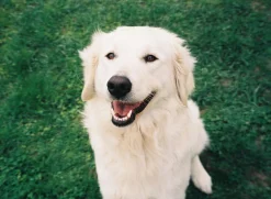 Canon Prima Zoom 85 Brand New 35mm Film Camera Point and Shoot