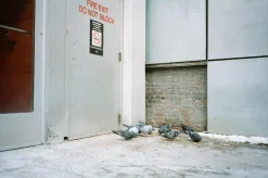 Canon Sure Shot Supreme 35mm Film Camera Point and Shoot with Black Leather Canon Case and ORIGNAL BOX