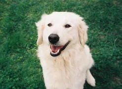 Canon Sure Shot Zoom XL 35mm Film Camera Point and Shoot