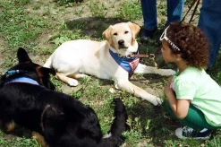 Canon Sure Shot Zoom XL 35mm Film Camera Point and Shoot