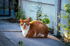 Canon Zoom 35mm f/3.5 Camera Lens