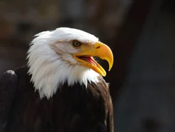 Carl Zeiss 135mm f/3.5 Camera Lens