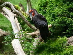 Carl Zeiss 135mm f/3.5 Camera Lens