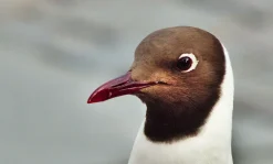 Carl Zeiss 135mm f/3.5 Camera Lens