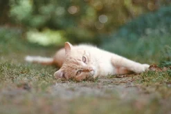 Chinon Auto 50mm f/1.7 Multi Coated Camera Lens