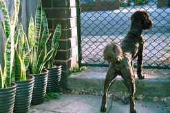 Cosina CT-2 Vintage SLR 35mm Film Camera with f/1.8 50mm Prime Lens