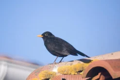 Ensinor Auto Zoom 80-200mm f/5.5 Camera Lens