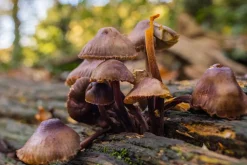 Ensinor Auto Zoom 80-200mm f/5.5 Camera Lens