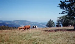 Expert Multi C 28mm f/2.8 Camera Lens