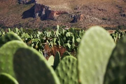 Fuji DL-150 35mm Point n Shoot Film Camera