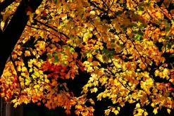 FujiChrome Professional Velvia 50 36 EXP 35mm Colour Film