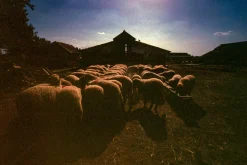 FujiChrome Professional Velvia 50 36 EXP 35mm Colour Film