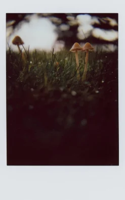 FujiFilm Instax Mini Colour Film 20 shots.