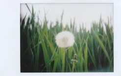 FujiFilm Instax Mini Colour Film 20 shots.