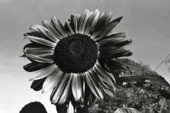 Halina 35-600 35mm Point n Shoot Film Camera