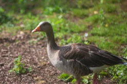 Hanimar Auto S Prime 135mm f/2.8 Camera Lens