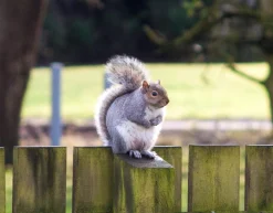 Hanimex MC Zoom 80mm-200mm f/4.5 Camera Lens