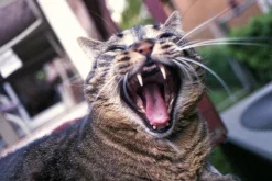 Hanimex 28mm f/2.8 Camera Lens