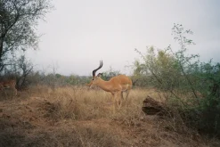 Kodak ColorPlus 24 EXP 200 35mm Colour Film