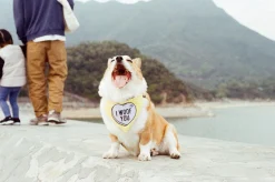 Kodak GOLD 200 36 Exposures 35mm Colour Film