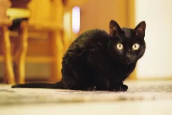 Kodak GOLD 200 24 Exposures 35mm Colour Film