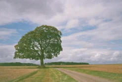 Konica POP Black 35mm Film Camera Point and Shoot