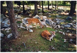 Konica POP Black 35mm Film Camera Point and Shoot