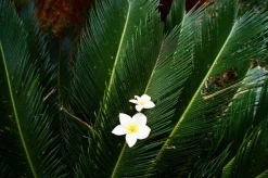 Leica AF-C1 35mm Point and Shoot Film Camera