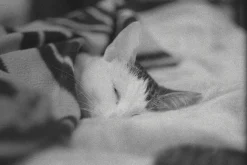 Lubitel 2 With 75mm F4.5 Lens. TLR 6X6 Medium Format Film Camera.