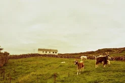 Makinon MC Zoom 35-200mm f/4 Camera Lens