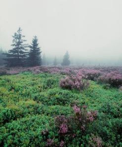 Mamiya 7 With 80mm F4 Lens. 6X7 Medium Format Film Camera