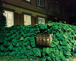 Mamiya 7 With 80mm F4 Lens. 6X7 Medium Format Film Camera