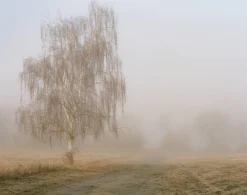 Mamiya 7 With 80mm F4 Lens. 6X7 Medium Format Film Camera