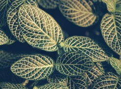 Mamiya M645J With 80mm F2.8 Lens. 6X4.5 Medium Format Film Camera.