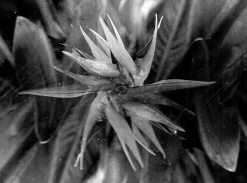 Mamiya M645J With 80mm F2.8 Lens. 6X4.5 Medium Format Film Camera.